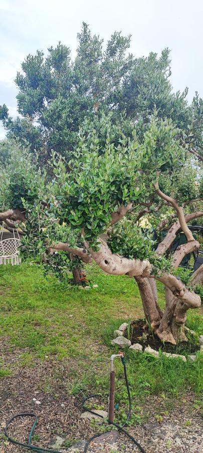 Apartman Duce Milka Villa Esterno foto